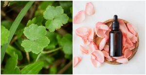 Manfaat Centella Asiatica Dalam Skincare Harian Manfaat Centella Asiatica Dalam Skincare Harian